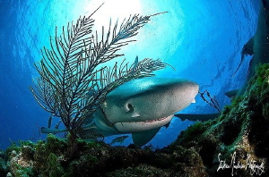 Loving some time with Lemons - in search of different sce... by Steven Anderson 
